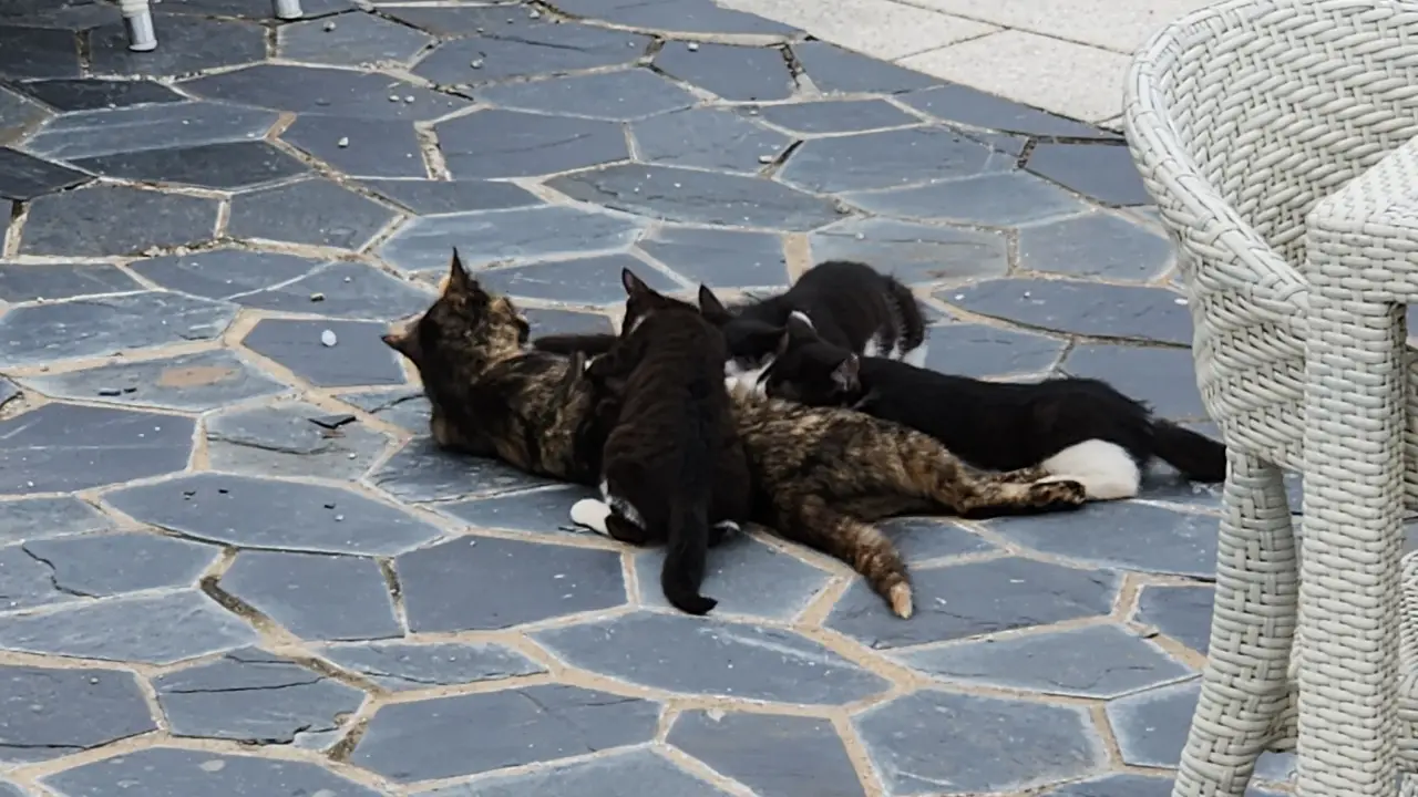 2살 아이와 함께 떠나는 즐거운 삼척 여행 이야기 2 쏠비치 삼척 고양이
