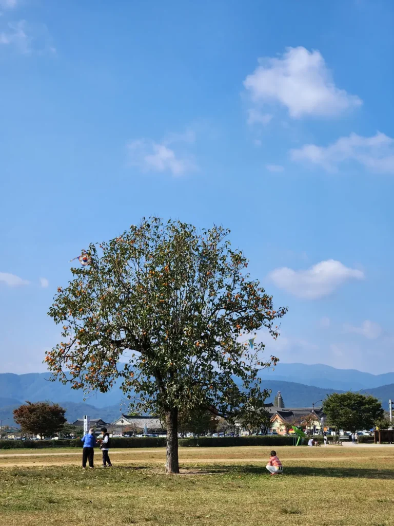 경주 감나무