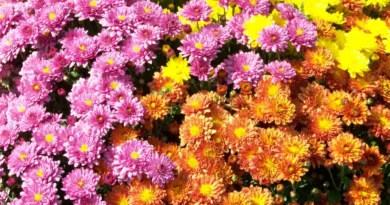 chrysanthemum festival 2025