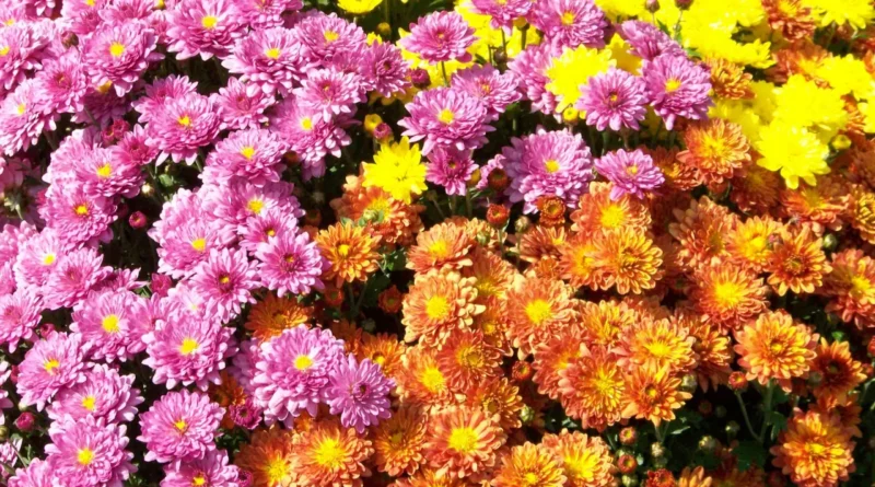 2025 충청권 국화축제 총정리 – 공주·부여 가을꽃 여행 가이드 1 chrysanthemum festival 2025