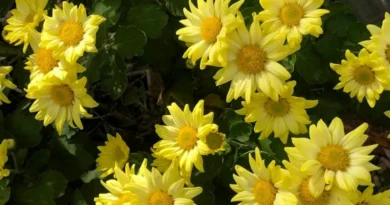 gongju gyeryongsan chrysanthemum 2025