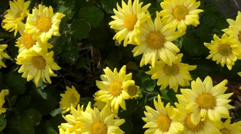 2025 공주 계룡산 국화길 여행 총정리 | 일정·장소·프로그램 (Gongju Chrysanthemum Festival 2025) 1 gongju gyeryongsan chrysanthemum 2025