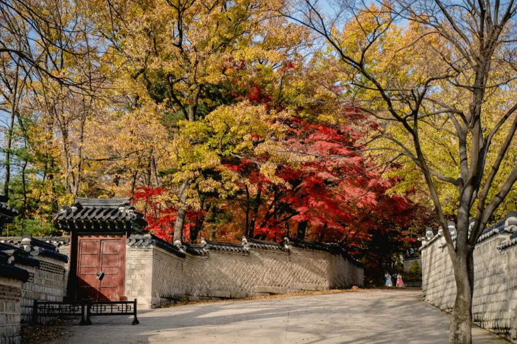 korea autumn foliage