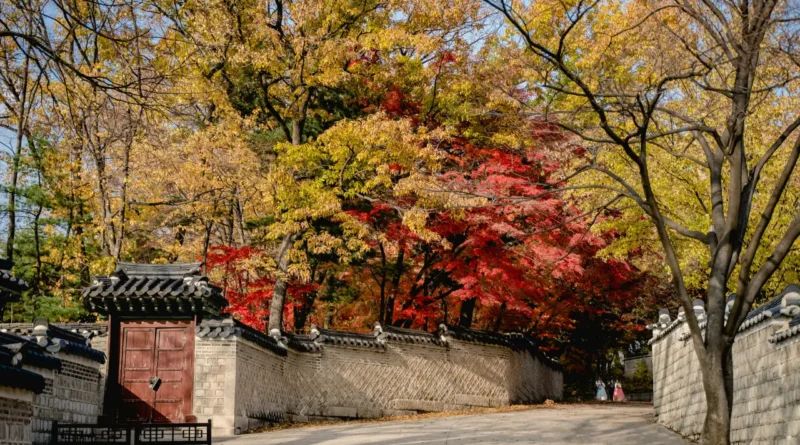 korea autumn foliage