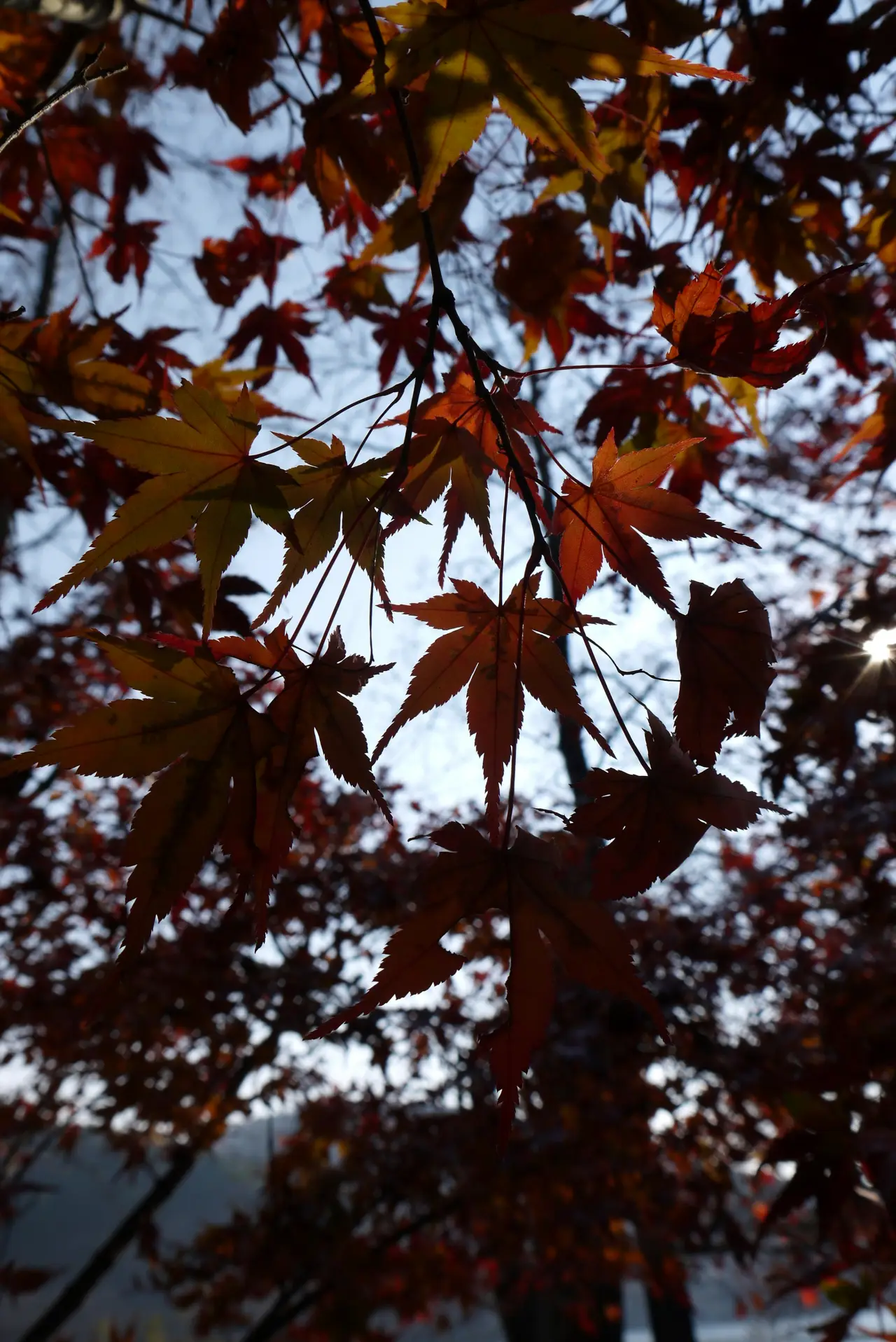 남이섬 은행나무길 가을 풍경