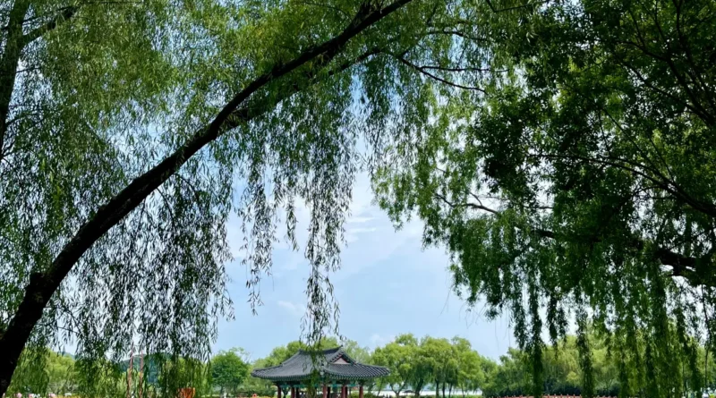 gongju buyeo stay autumn